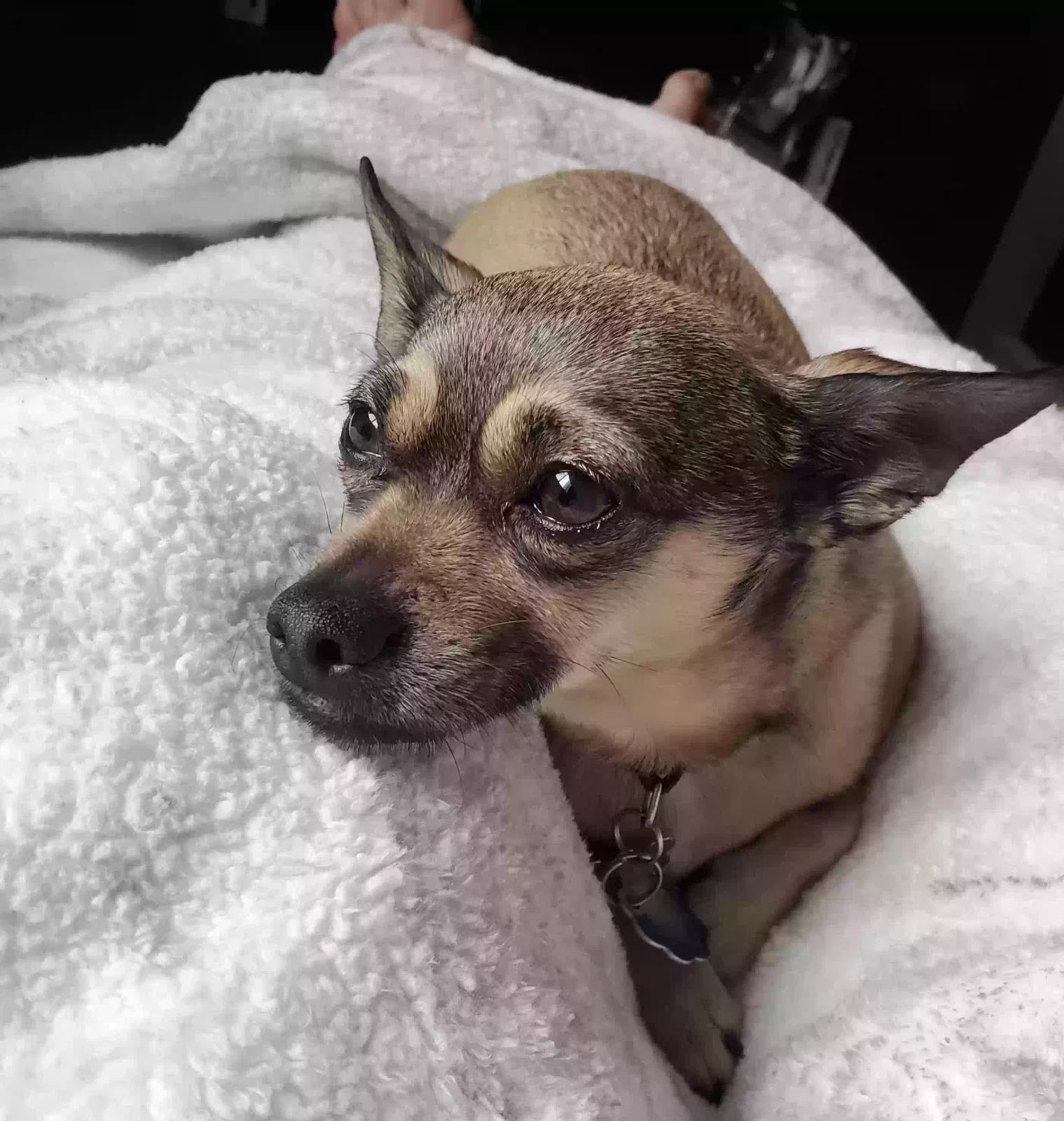 Lost dog in Littleton, CO, 80123
