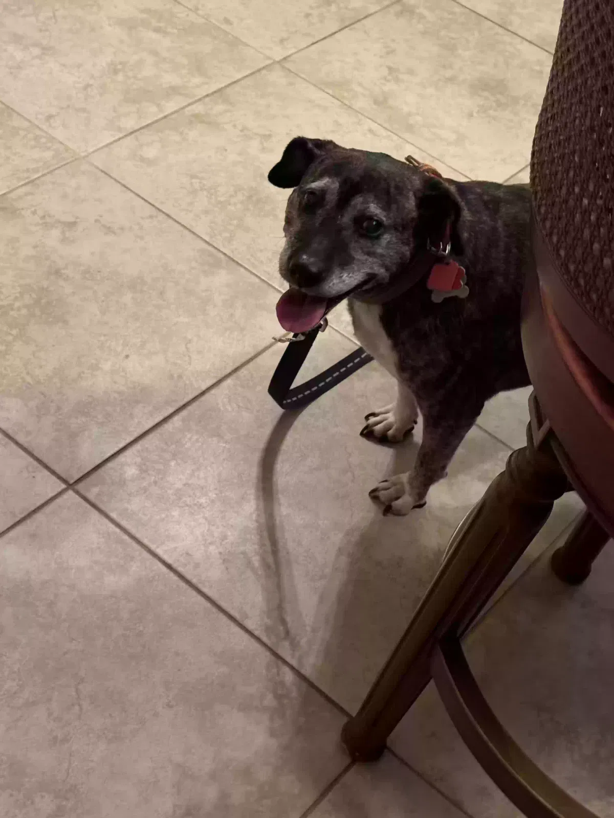 Lost dog in Fort Campbell, KY, 42223