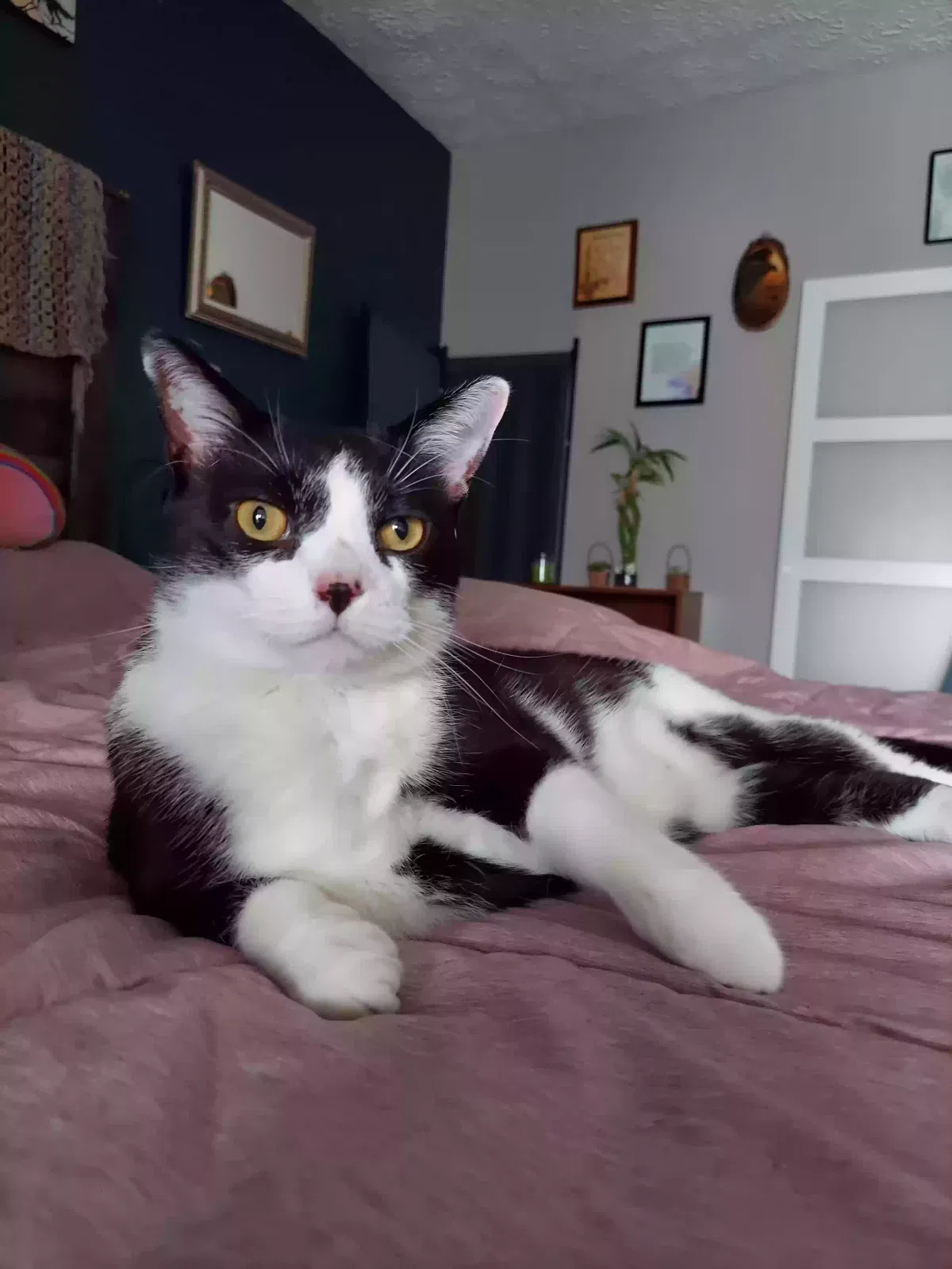 Lost cat in Avon, IN, 46123