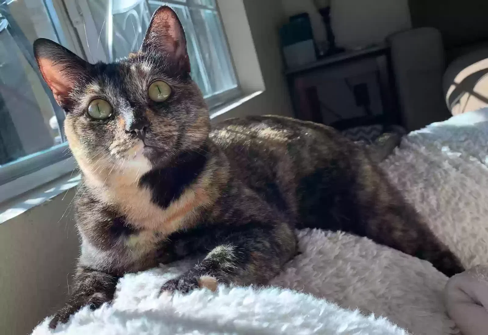 Lost cat in El Dorado Hills, CA, 95762