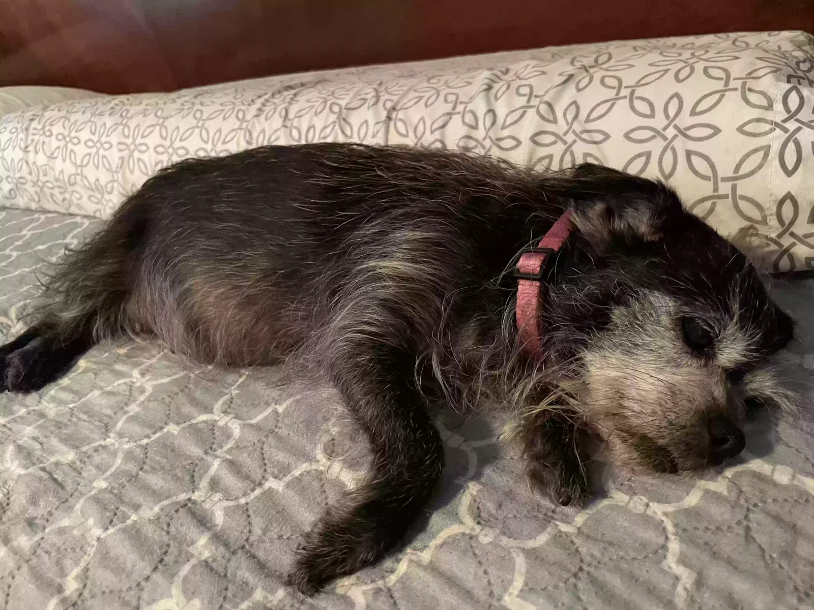 Lost dog in Port Bolivar, TX, 77650