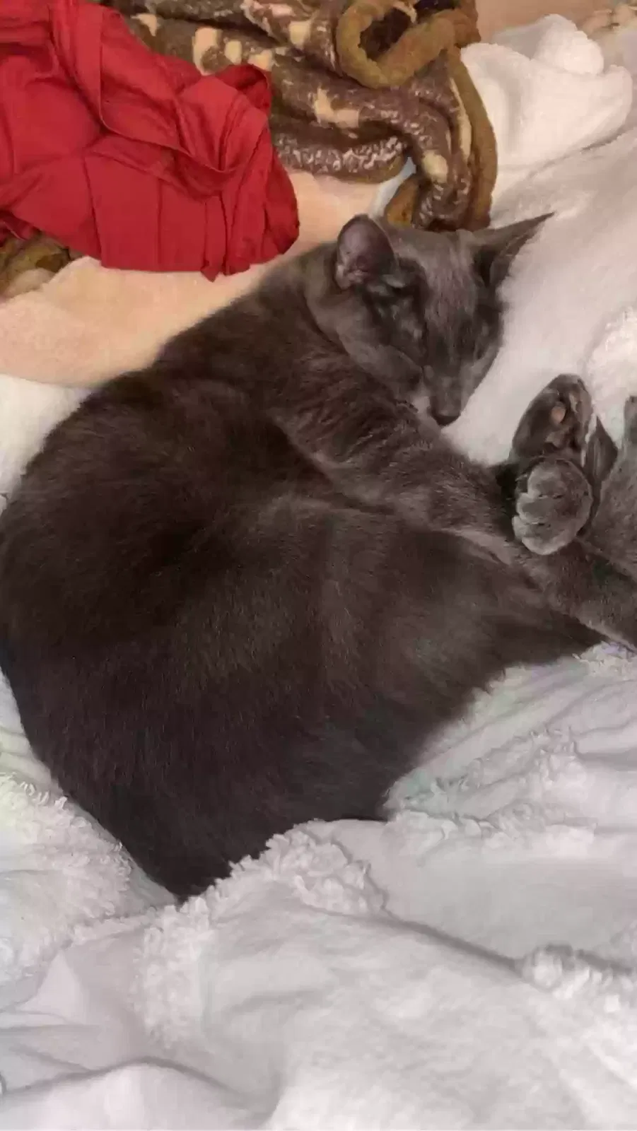Lost cat in Tuscaloosa, AL, 35404
