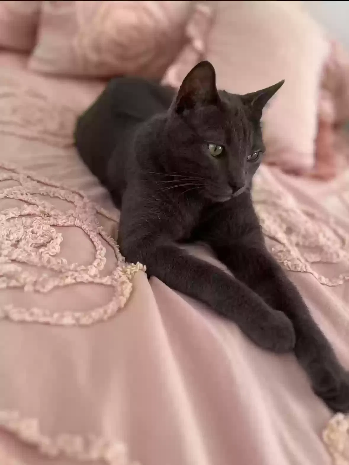 Lost cat in Mcallen, TX, 78501