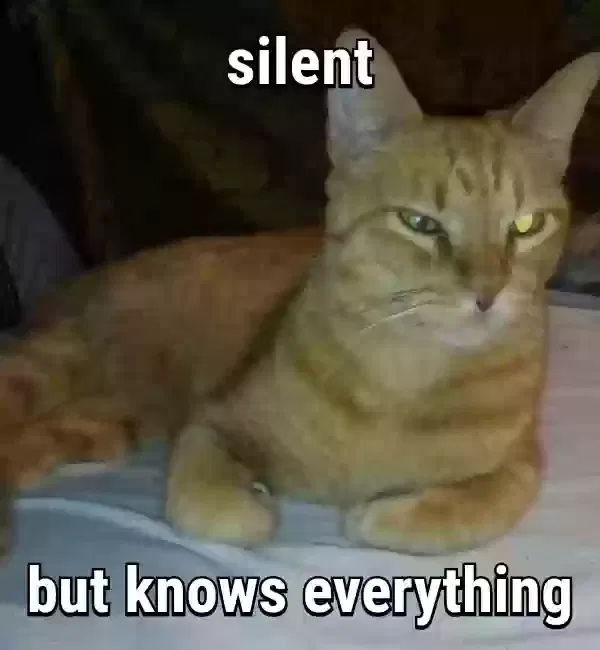 Lost cat in Arlington, TX, 76014