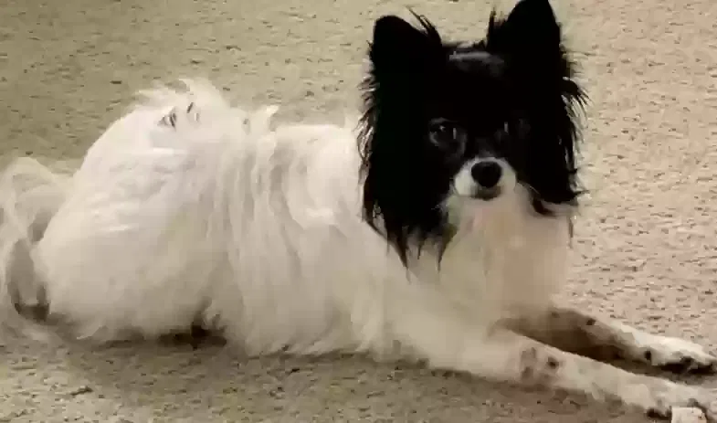 Lost dog in Fulton, MS, 38843
