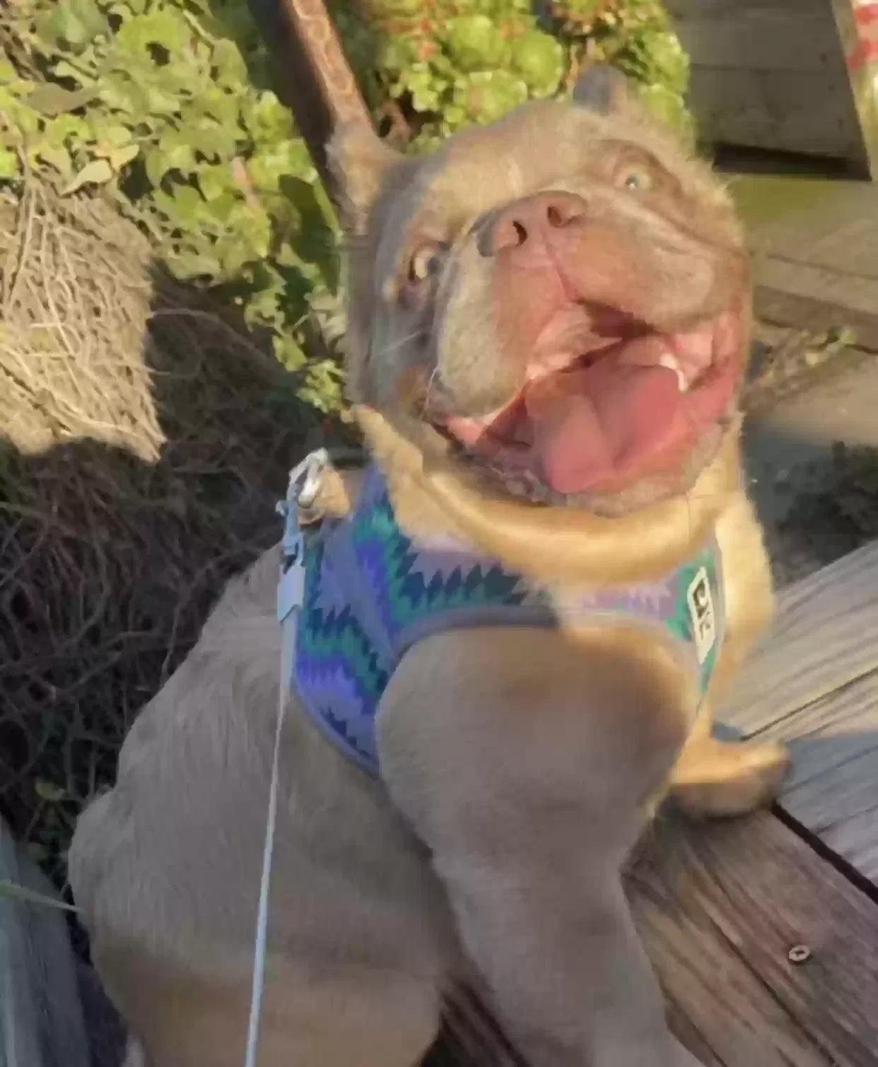 Lost dog in Oakland, CA, 94609