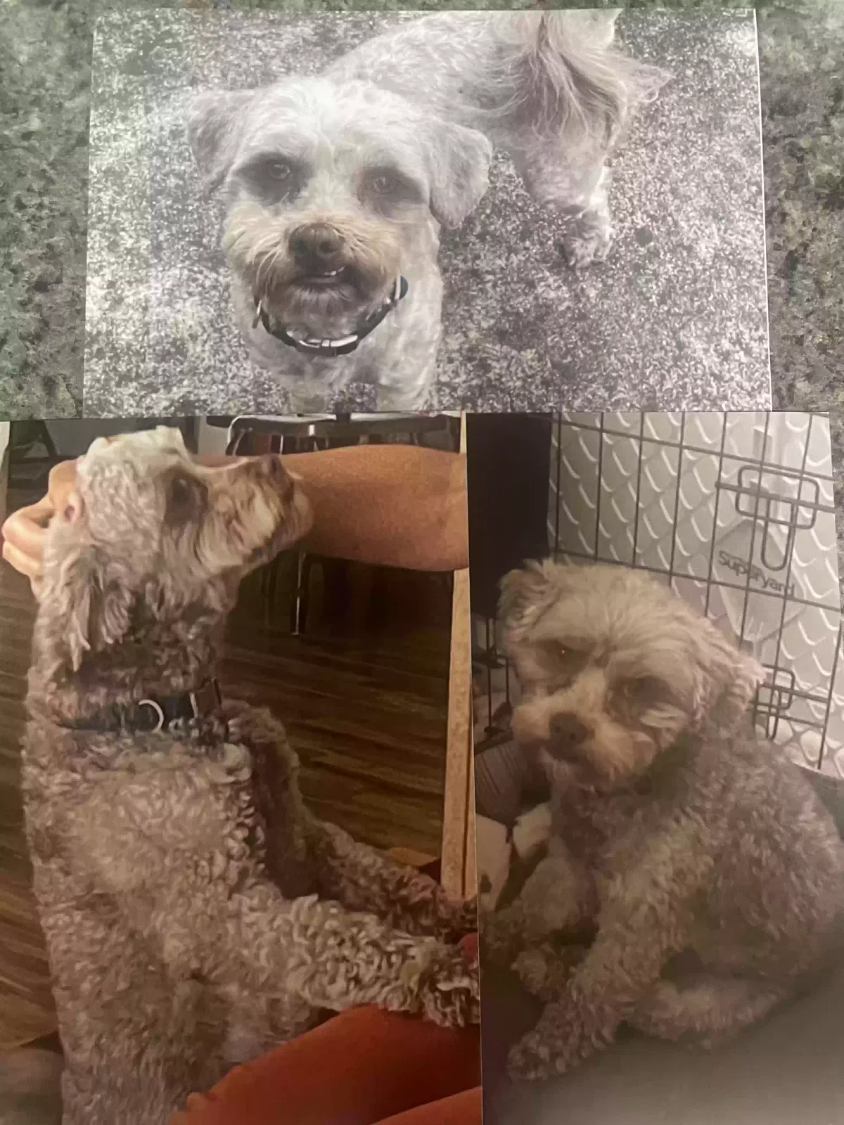 Lost dog in Monroe, NC, 28110