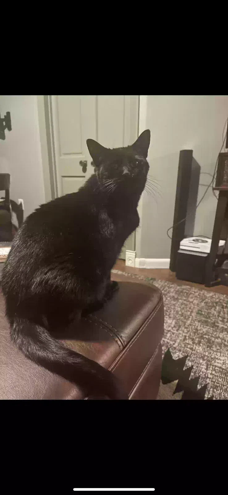 Lost cat in Chattanooga, TN, 37421