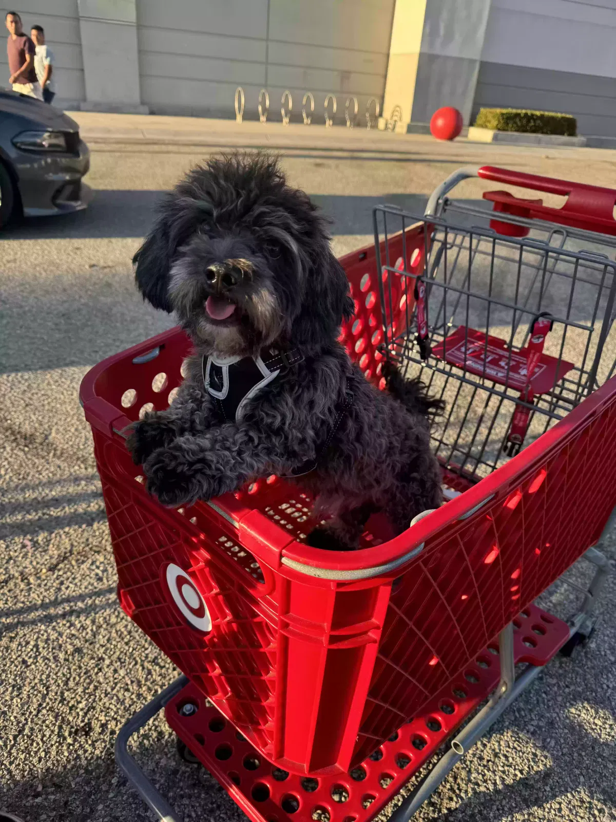 Lost dog in Los Angeles, CA, 90016