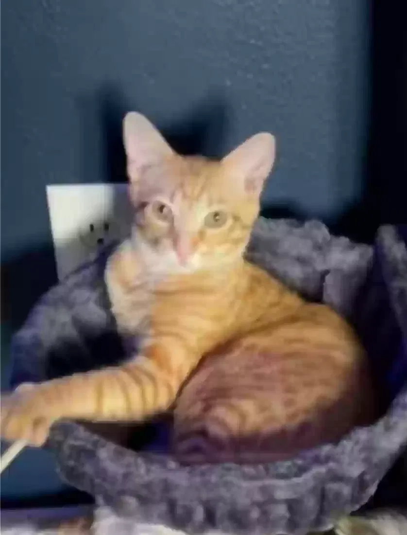 Lost cat in Kingwood, TX, 77345