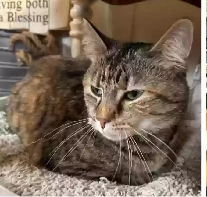 Lost cat in Albany, WI, 53502