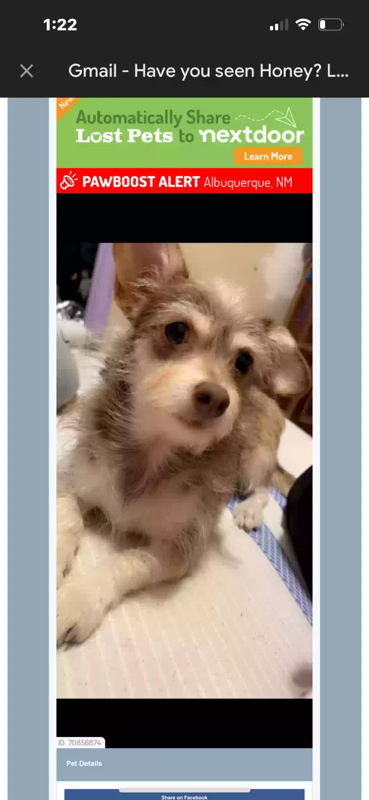 Lost dog in Albuquerque, NM, 87123