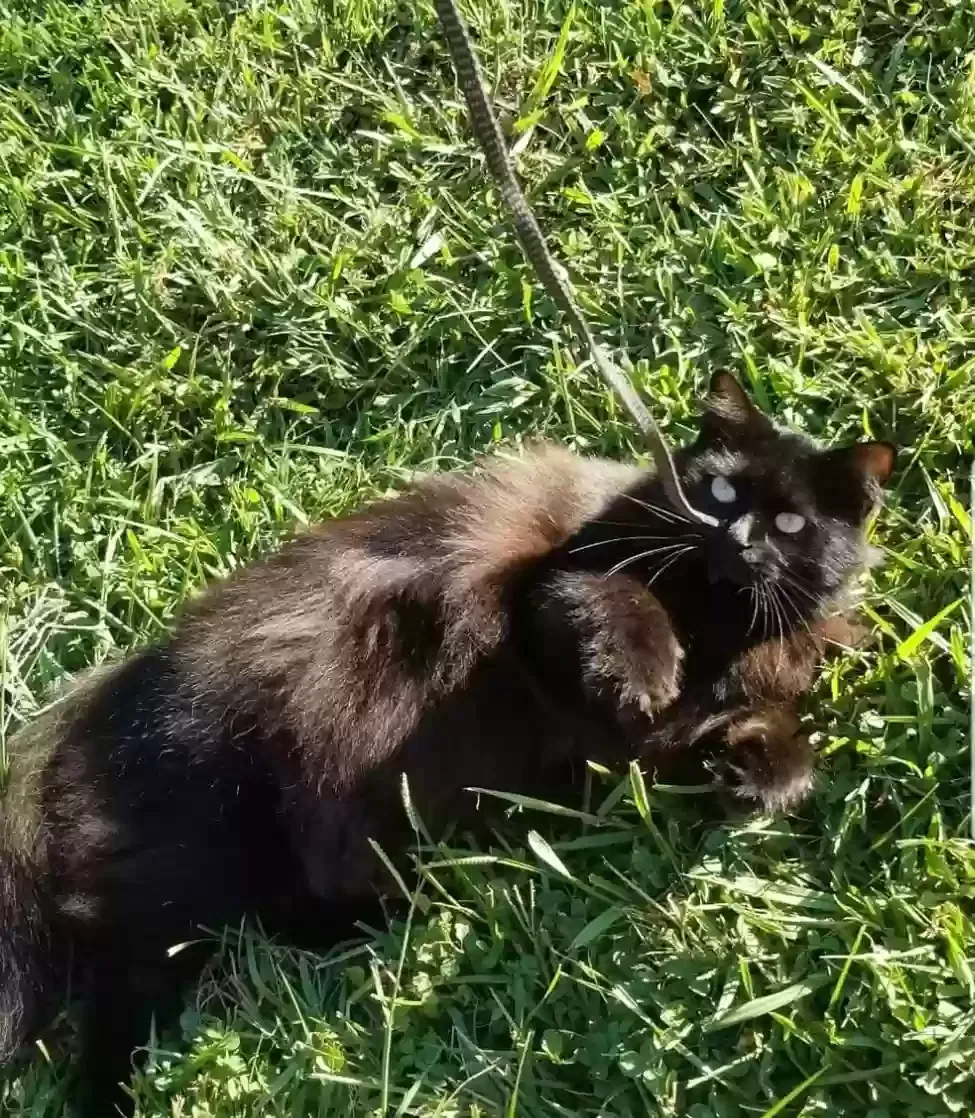Lost cat in Statesville, NC, 28677