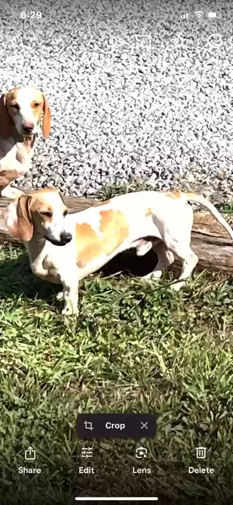 Lost dog in Stanley, NC, 28164