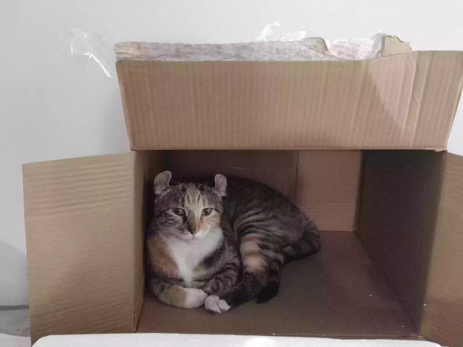 Lost cat in Salt Lake City, UT, 84120