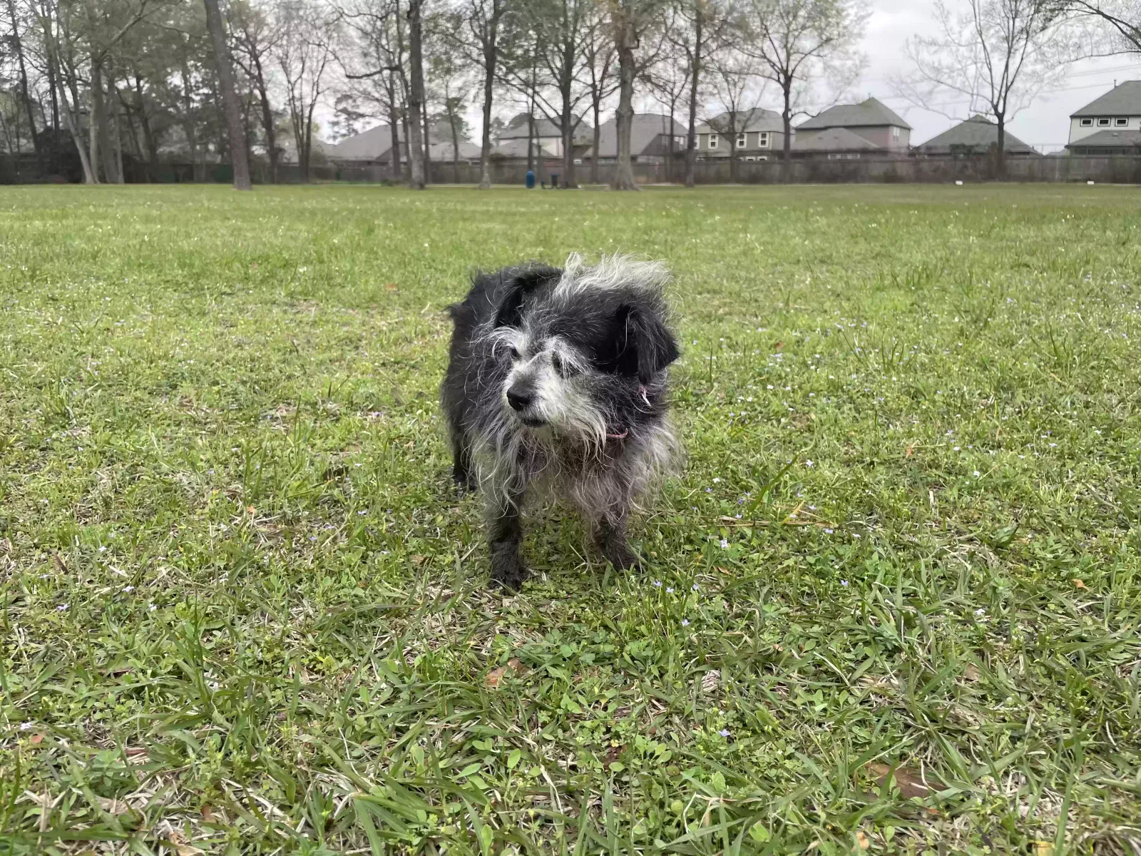 Lost dog in Port Bolivar, TX, 77650