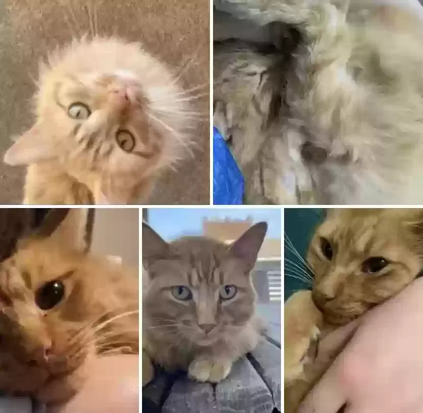 Lost cat in Deatsville, AL, 36022