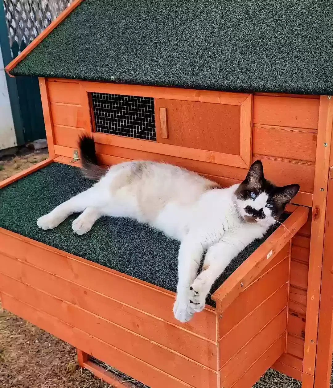 Lost cat in La Habra, CA, 90631