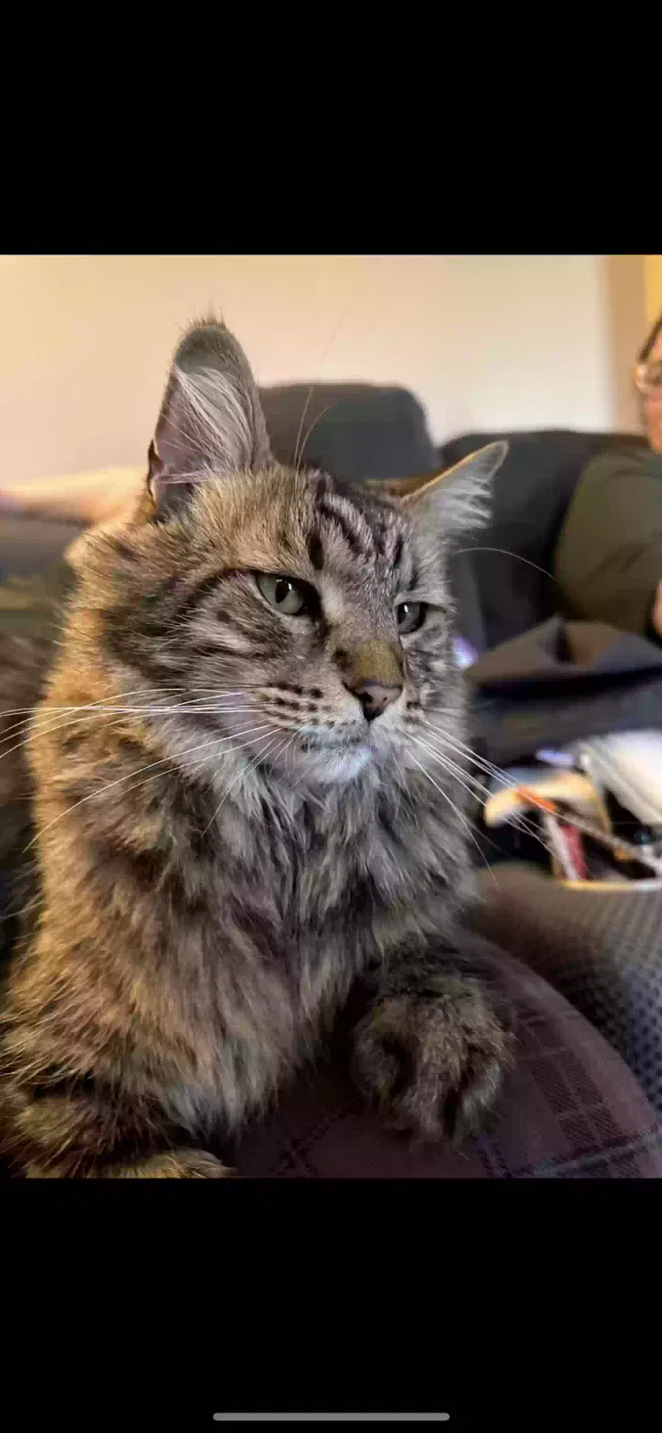 Lost cat in Denver, CO, 80260