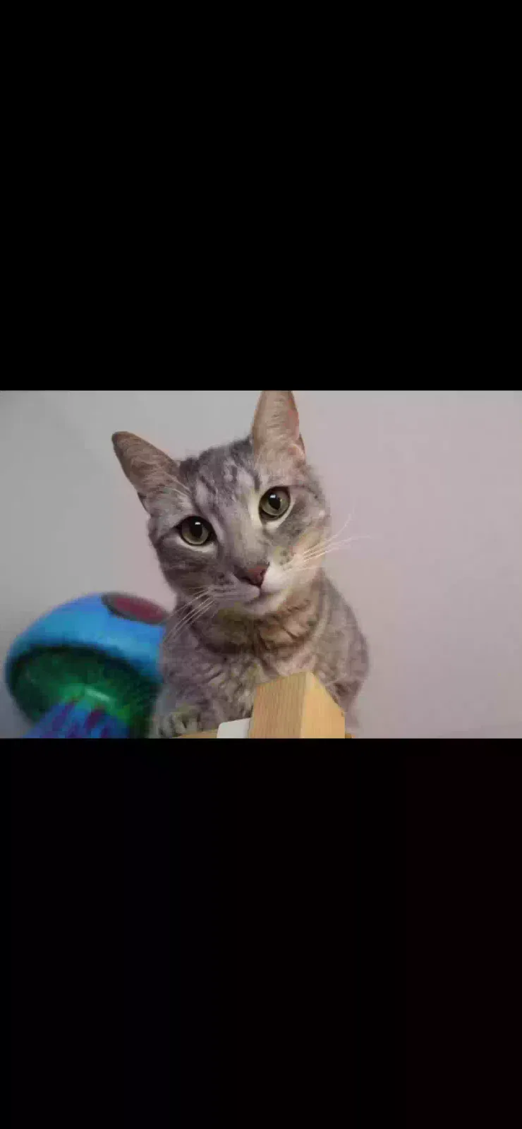 Lost cat in Denver, CO, 80260