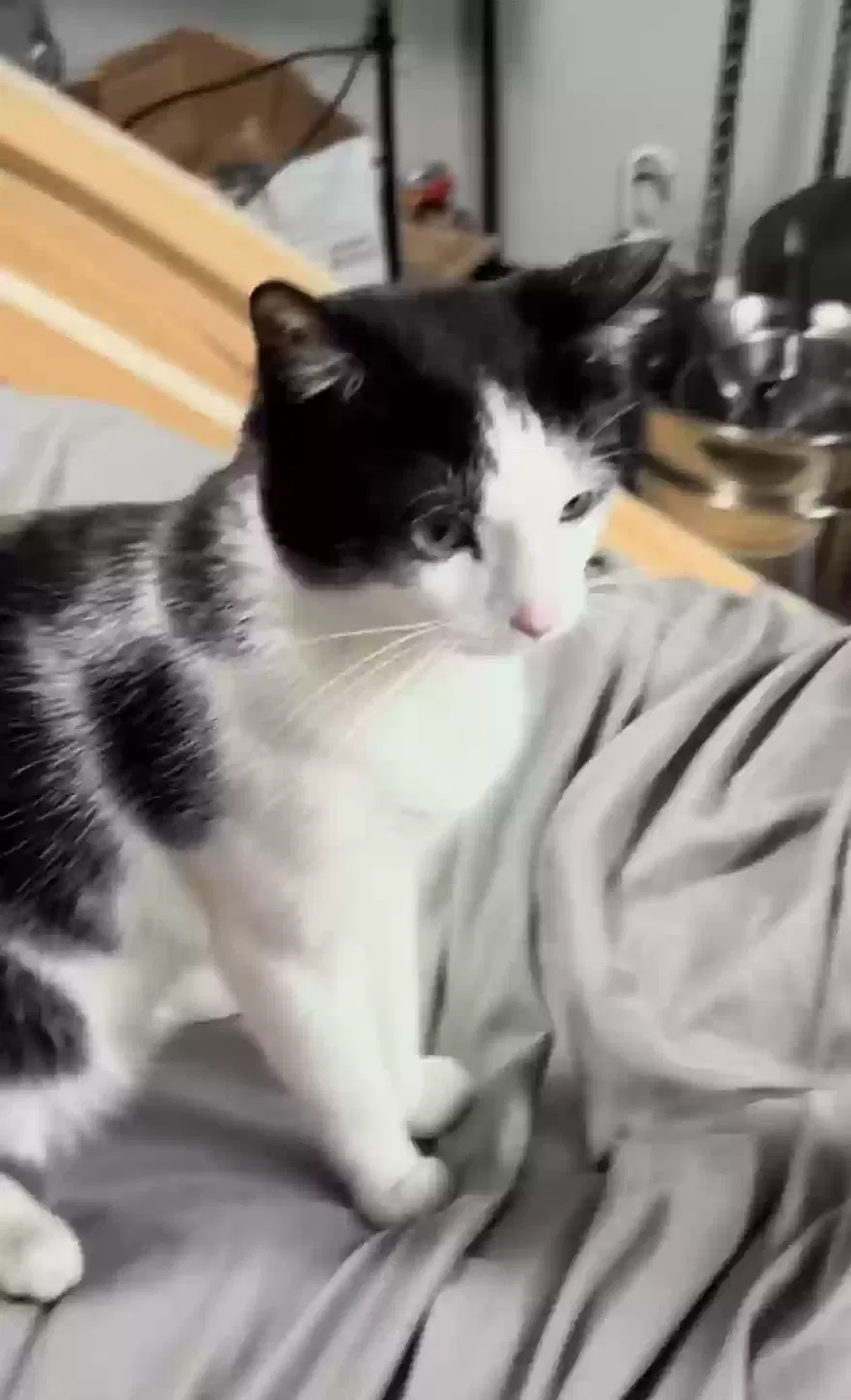 Lost cat in Stillwater, MN, 55082