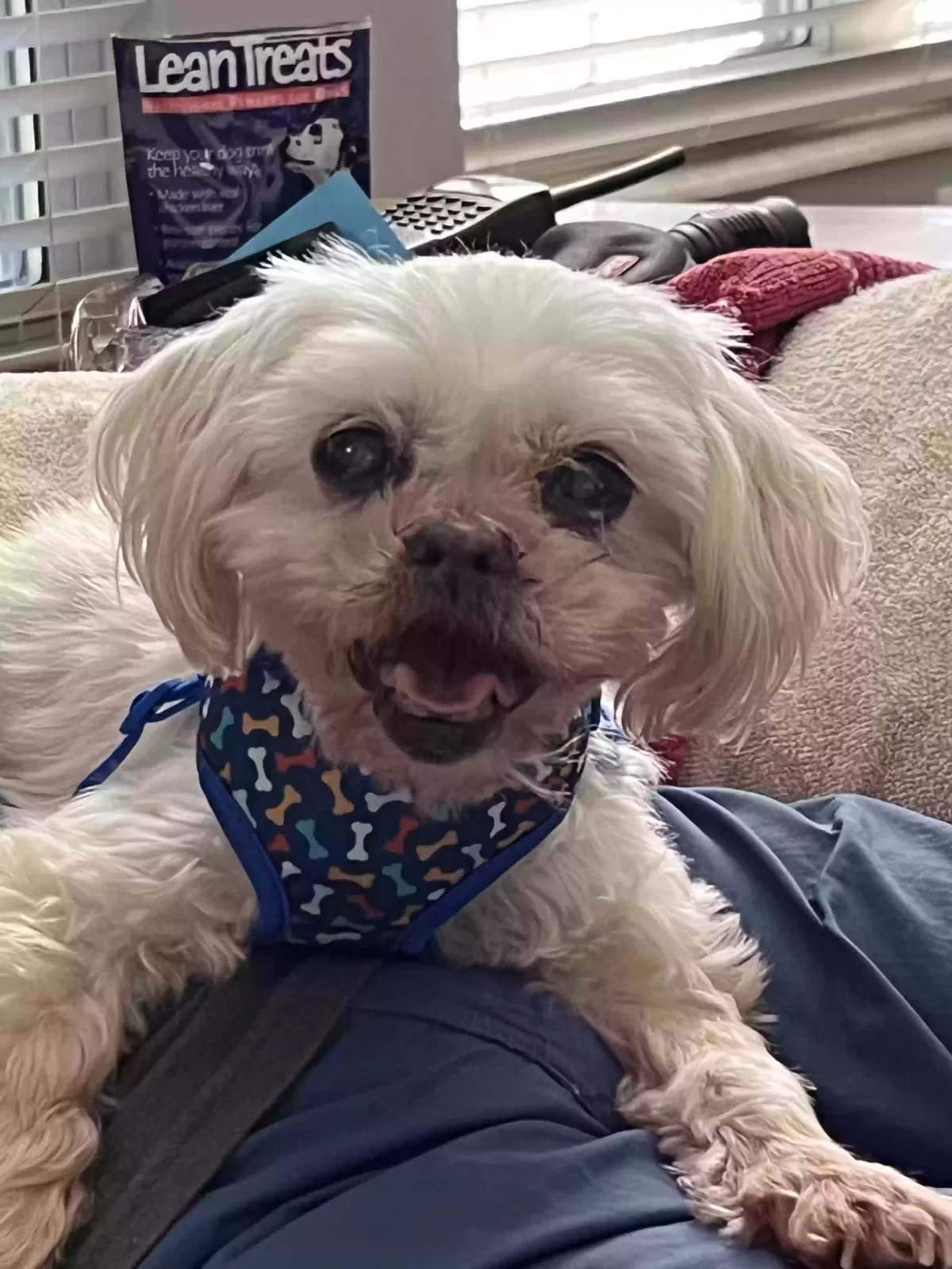 Found dog in O Fallon, MO, 63366
