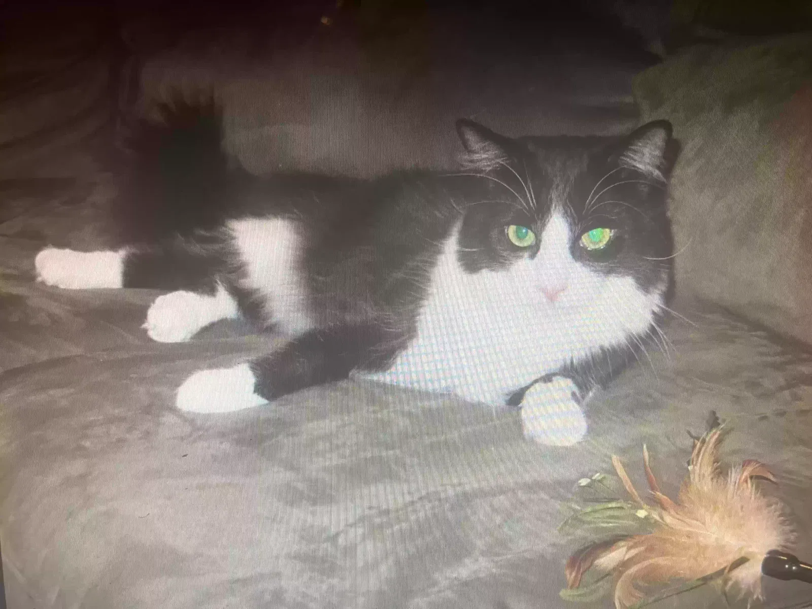 Lost cat in Clarence, NY, 14031