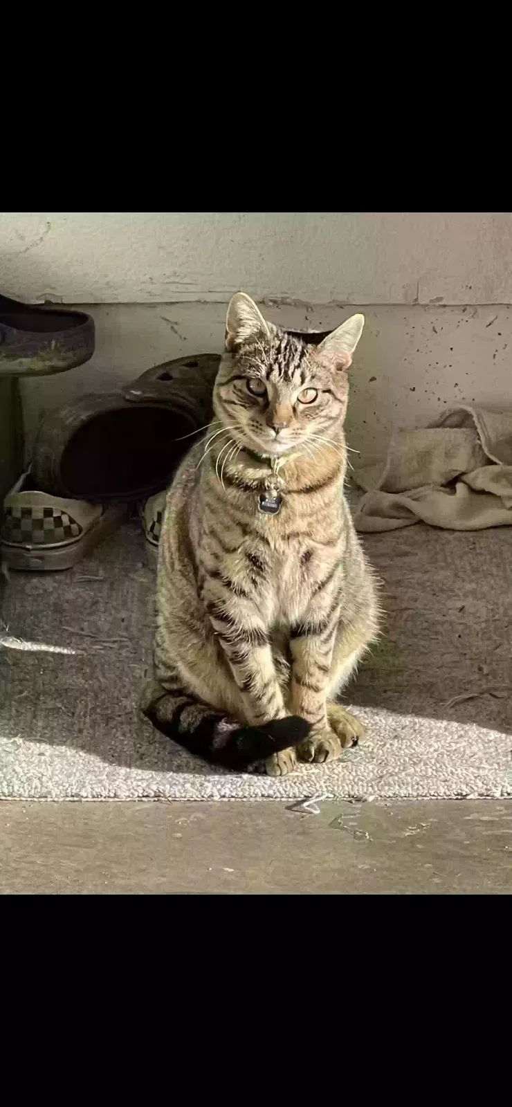 Lost cat in Salem, OR, 97303