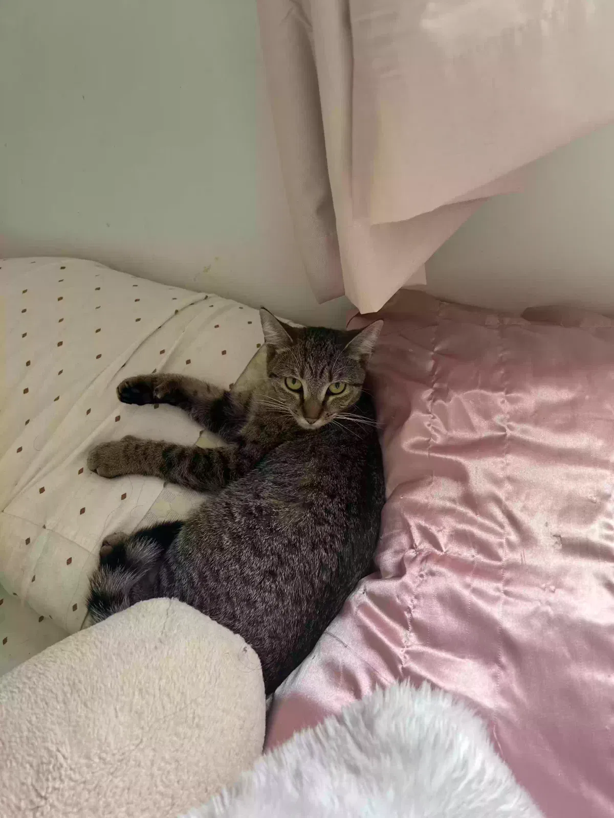 Lost cat in White Plains, NY, 10606