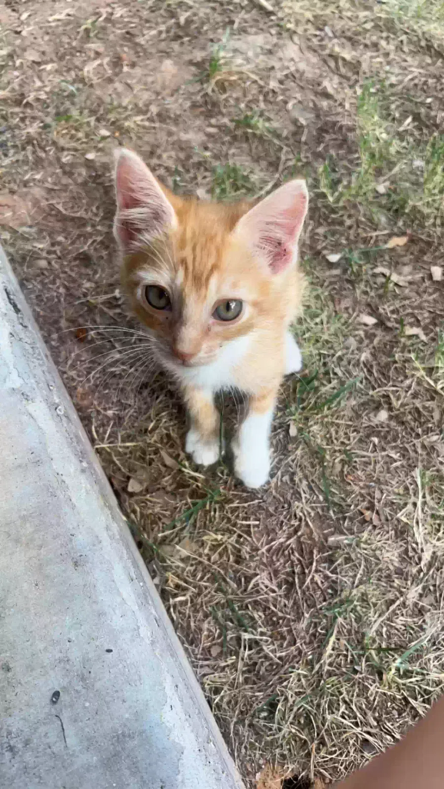 Lost cat in Granbury, TX, 76048