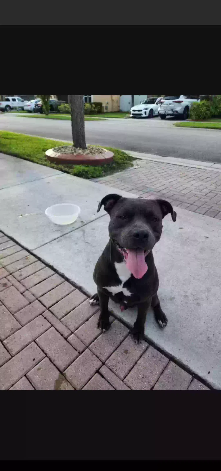 Lost dog in Homestead, FL, 33030