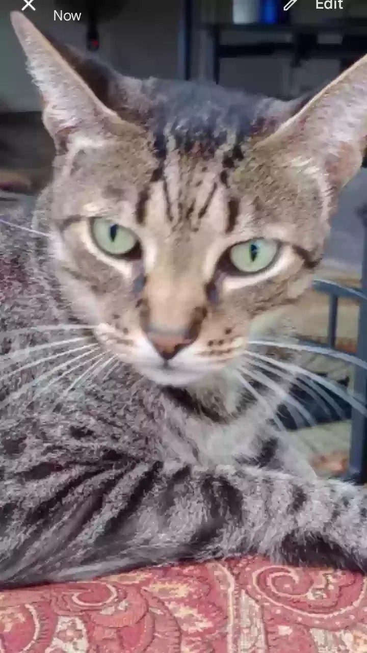 Lost cat in Tallahassee, FL, 32303