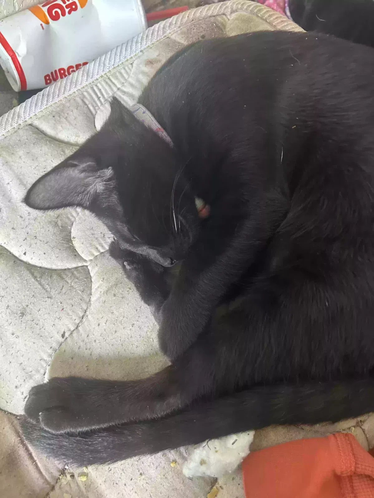 Lost cat in Salt Lake City, UT, 84116