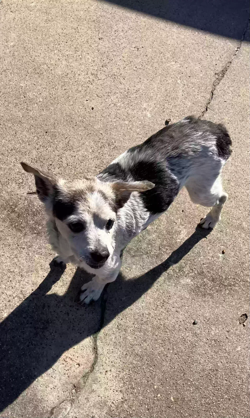 Lost dog in Silsbee, TX, 77656
