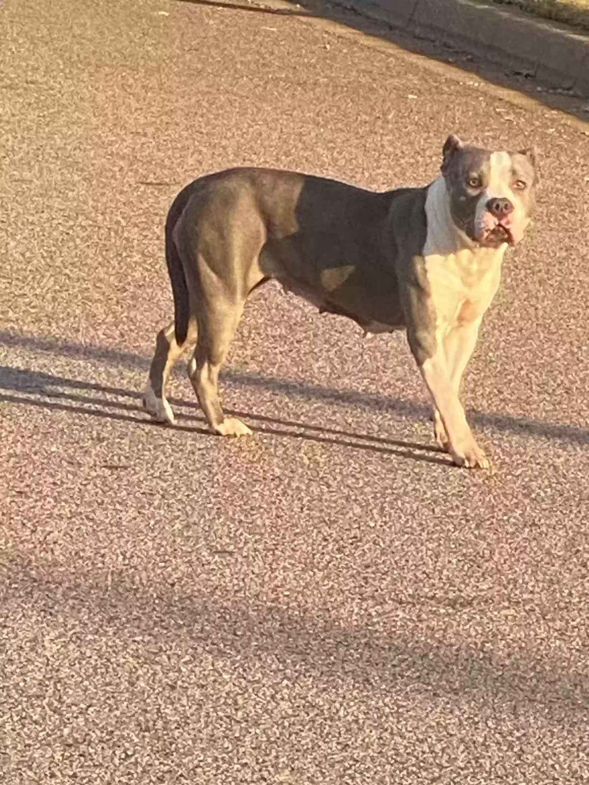 Found dog in Fort Worth, TX, 76120