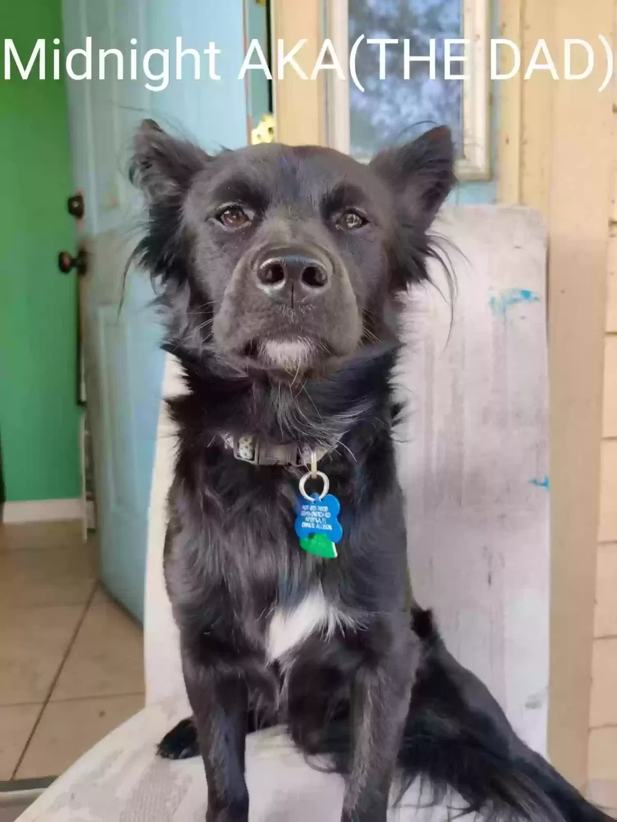 Lost dog in Apopka, FL, 32712