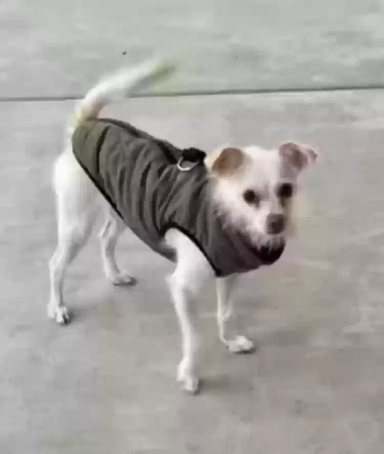 Lost dog in Santa Fe, NM, 87507