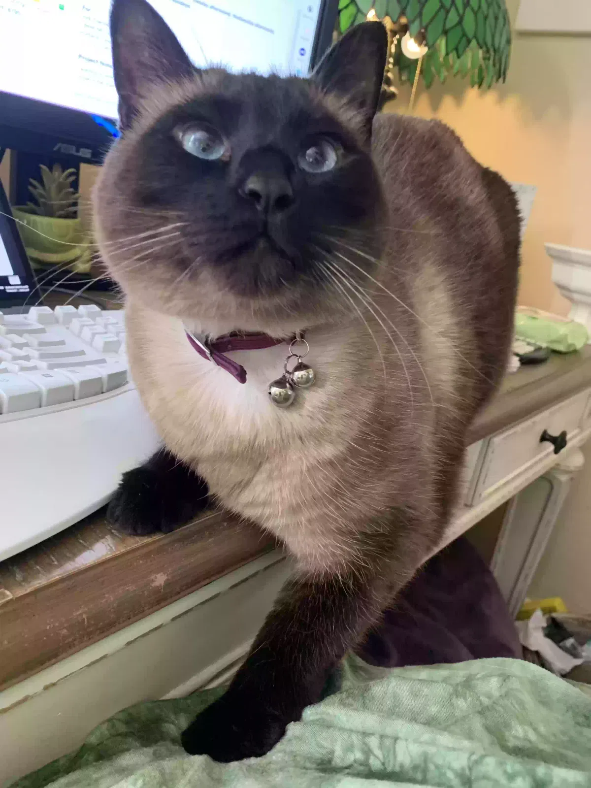 Lost cat in Oregon City, OR, 97045