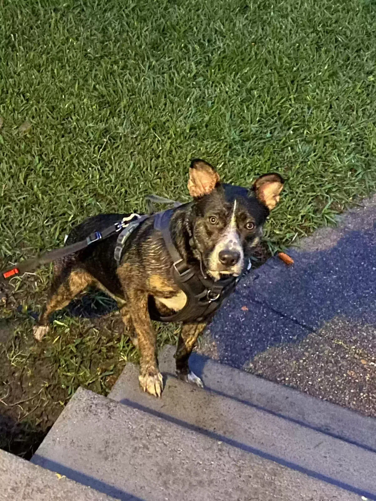 Lost dog in Biloxi, MS, 39532