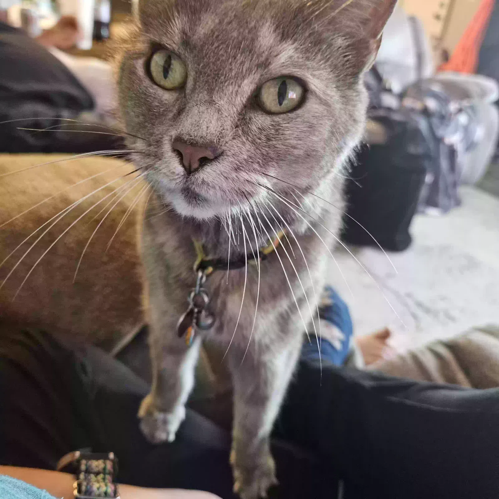 Lost cat in Grove City, OH, 43123