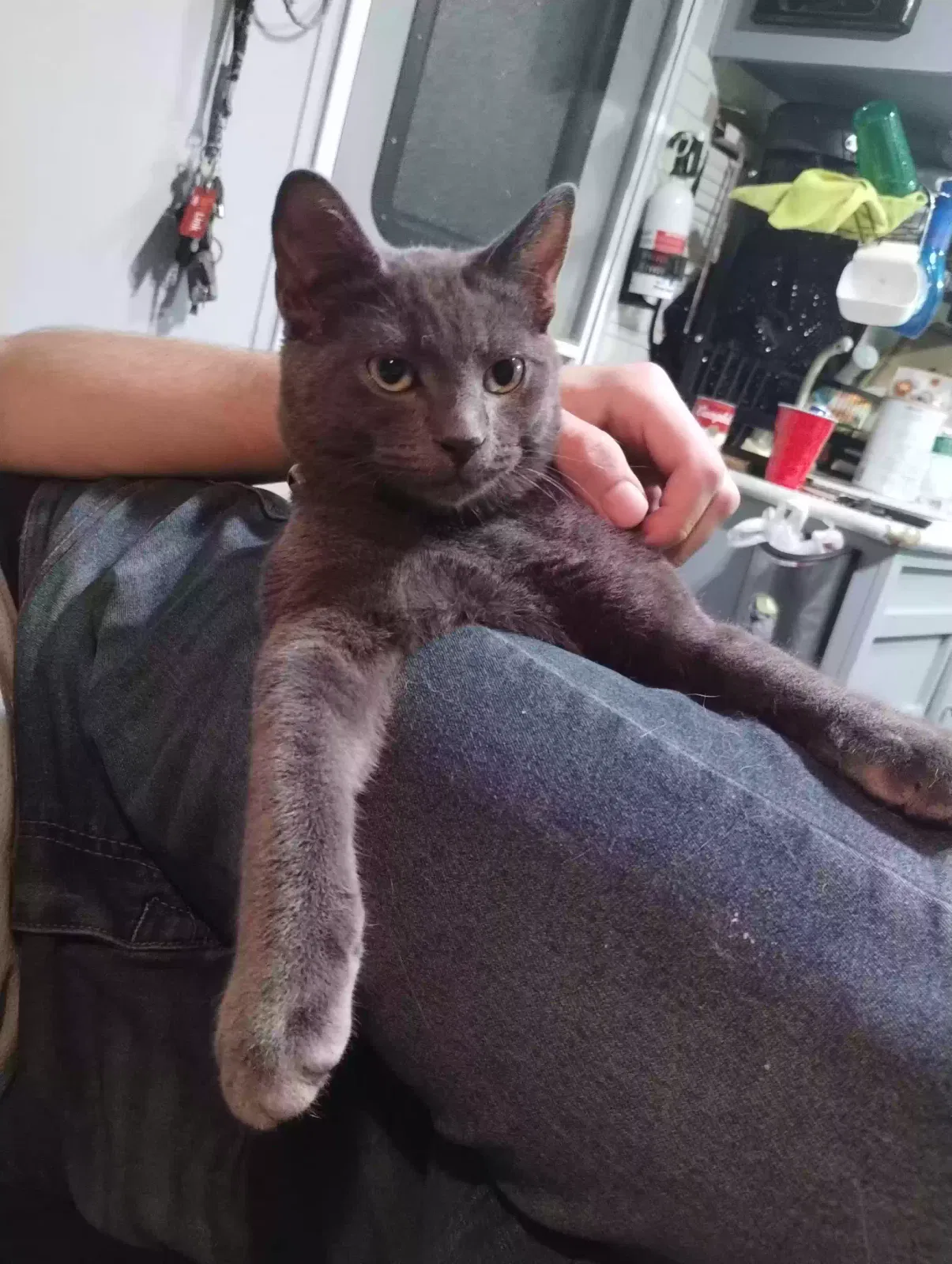 Lost cat in Kingwood, TX, 77339