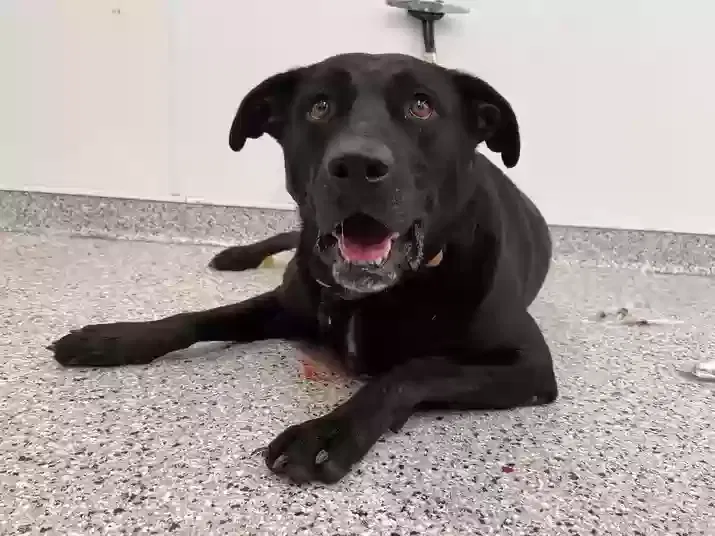 Lost dog in Kansas City, MO, 64123