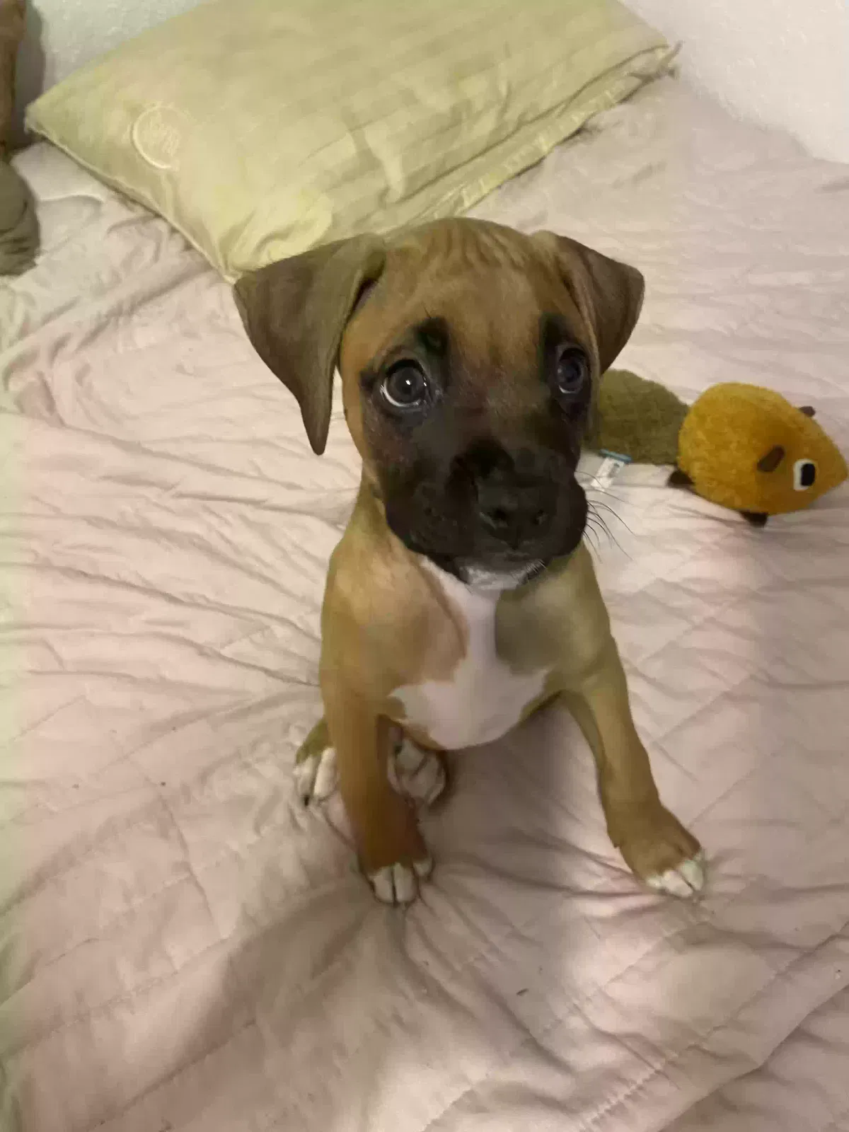 Lost dog in San Antonio, TX, 78228