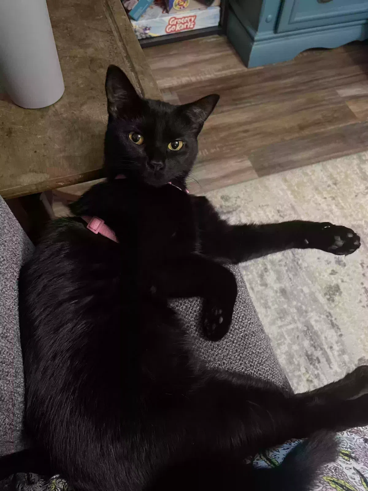 Lost cat in Friendswood, TX, 77546