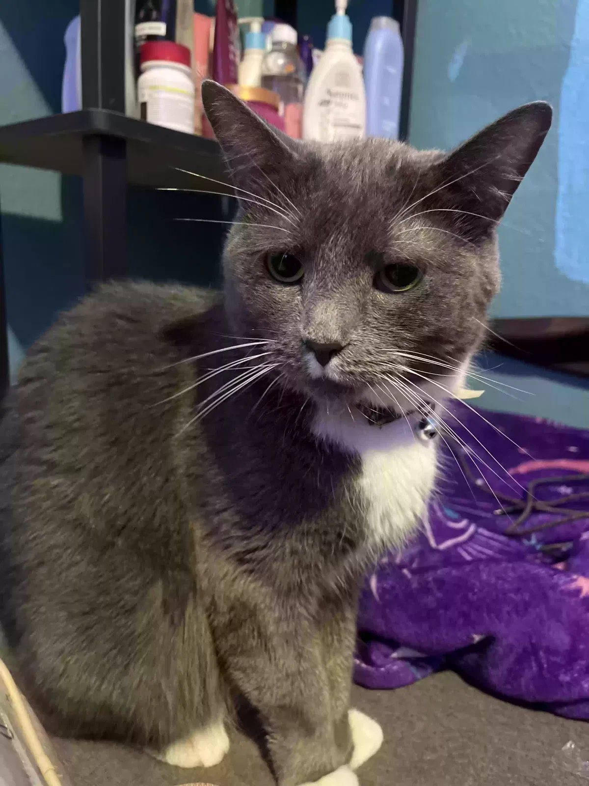 Lost cat in Sanford, FL, 32771