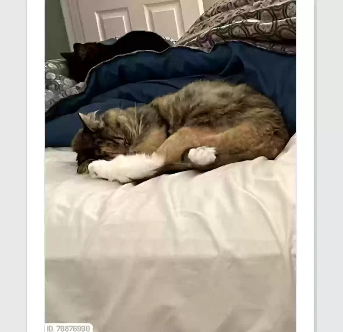 Lost cat in Saint Joseph, MO, 64501