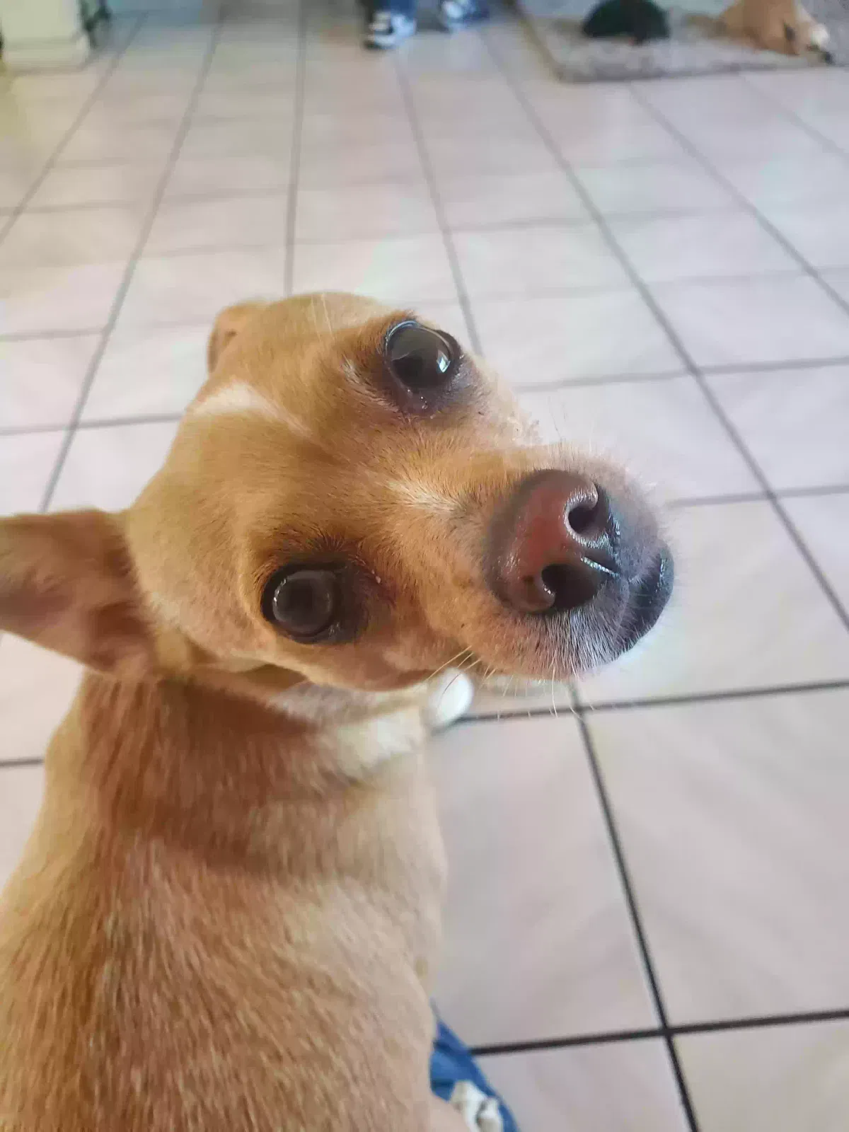 Lost dog in Montclair, CA, 91763