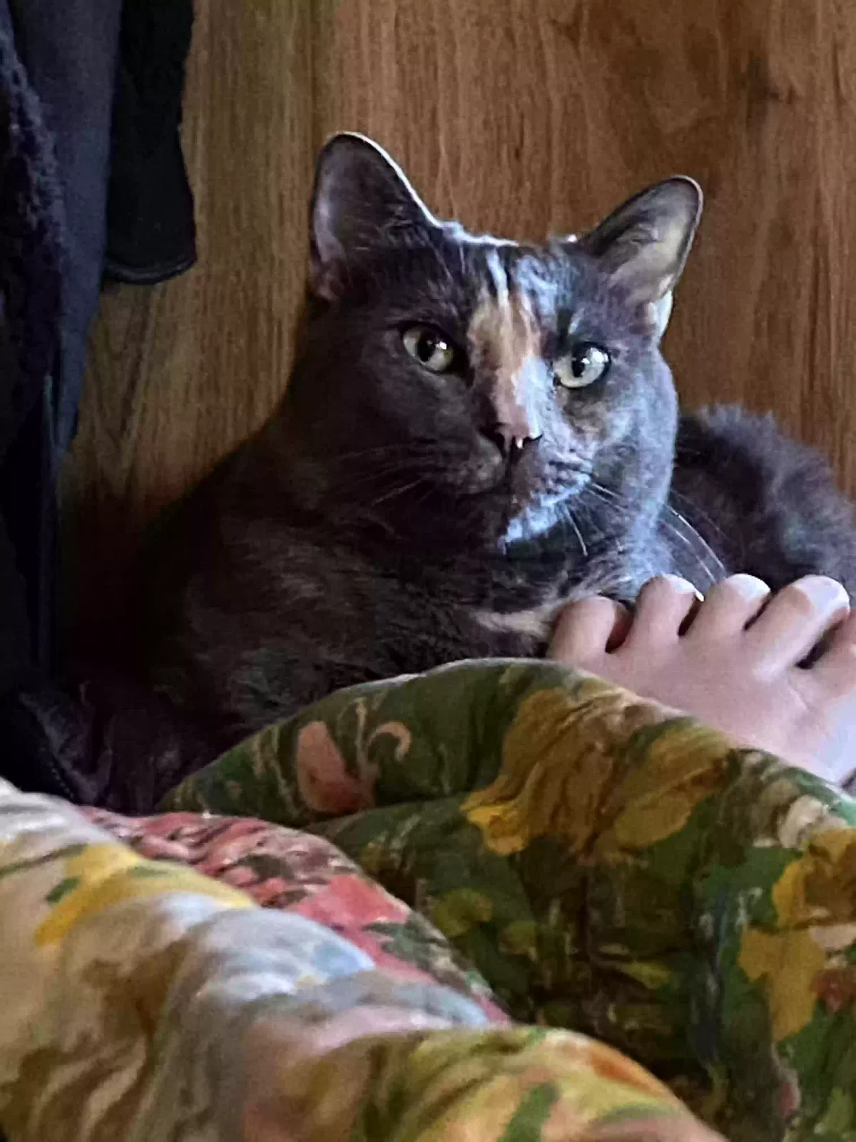 Lost cat in Lerona, WV, 25971