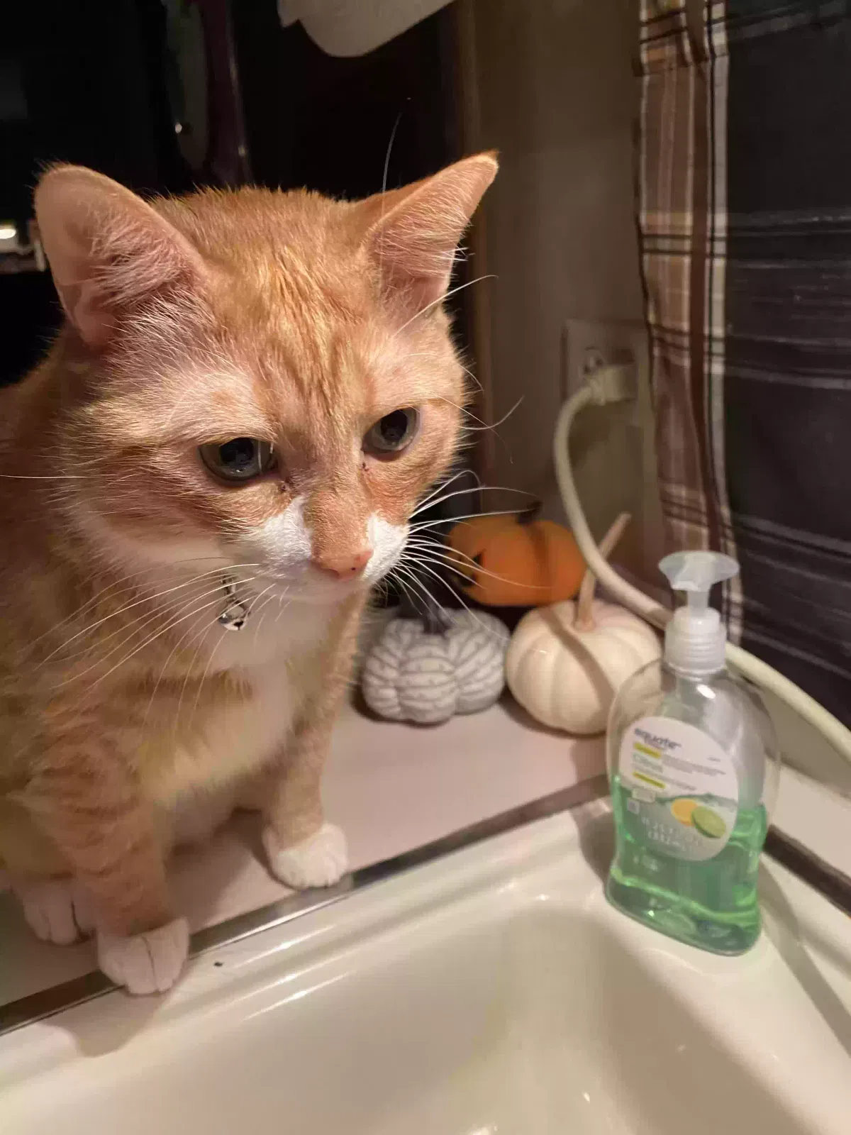 Lost cat in Lerona, WV, 25971