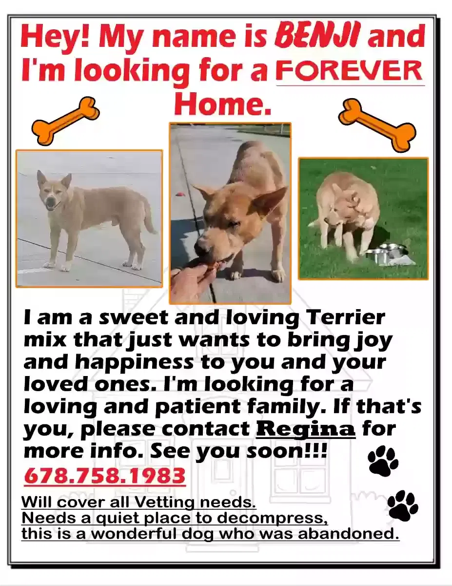 Found dog in Decatur, GA, 30035